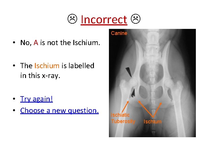  Incorrect Canine • No, A is not the Ischium. • The Ischium is