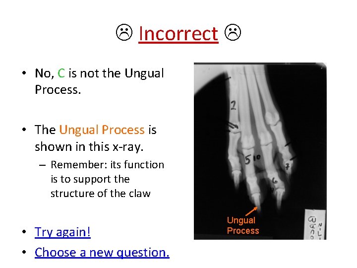  Incorrect • No, C is not the Ungual Process. • The Ungual Process