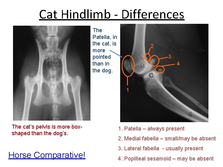 Cat Hindlimb - Differences The Patella, in the cat, is more pointed than in