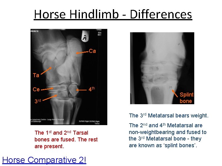 Horse Hindlimb - Differences Ca Ta Ce 4 th 3 rd Splint bone The