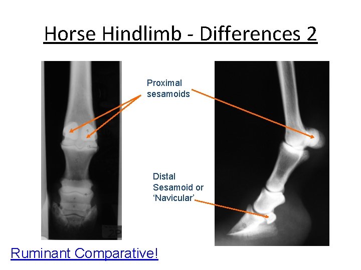 Horse Hindlimb - Differences 2 Proximal sesamoids Distal Sesamoid or ‘Navicular’ Ruminant Comparative! 
