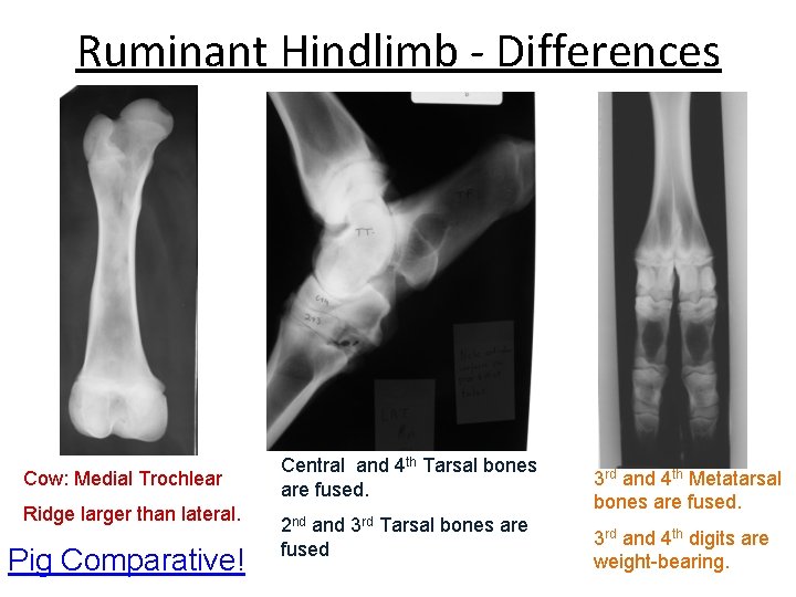 Ruminant Hindlimb - Differences Cow: Medial Trochlear Ridge larger than lateral. Pig Comparative! Central