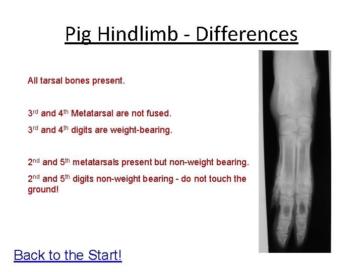 Pig Hindlimb - Differences All tarsal bones present. 3 rd and 4 th Metatarsal