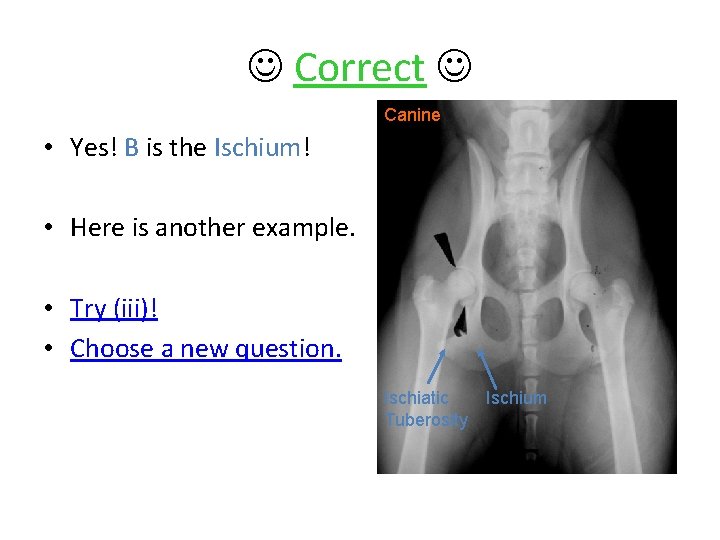  Correct Canine • Yes! B is the Ischium! • Here is another example.