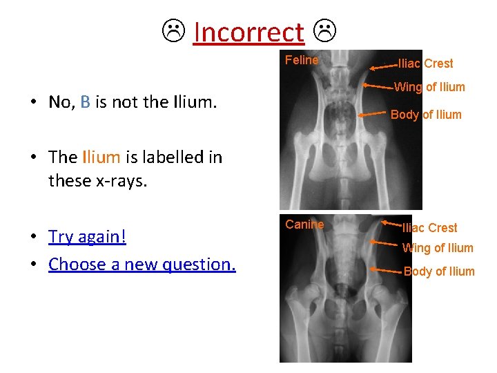  Incorrect Feline Iliac Crest Wing of Ilium • No, B is not the