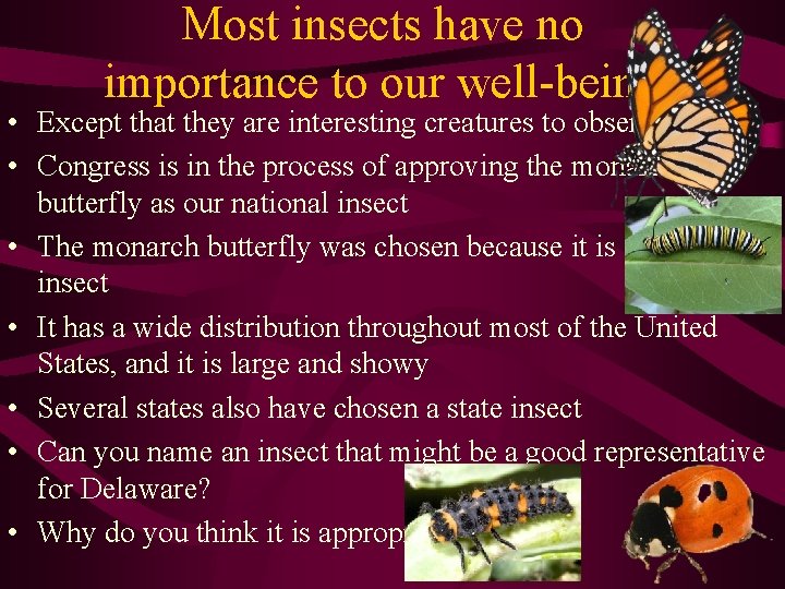 Most insects have no importance to our well-being • Except that they are interesting
