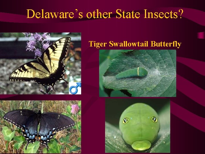 Delaware’s other State Insects? Tiger Swallowtail Butterfly 