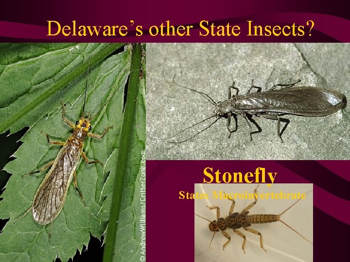 Delaware’s other State Insects? Stonefly States Macroinvertebrate 