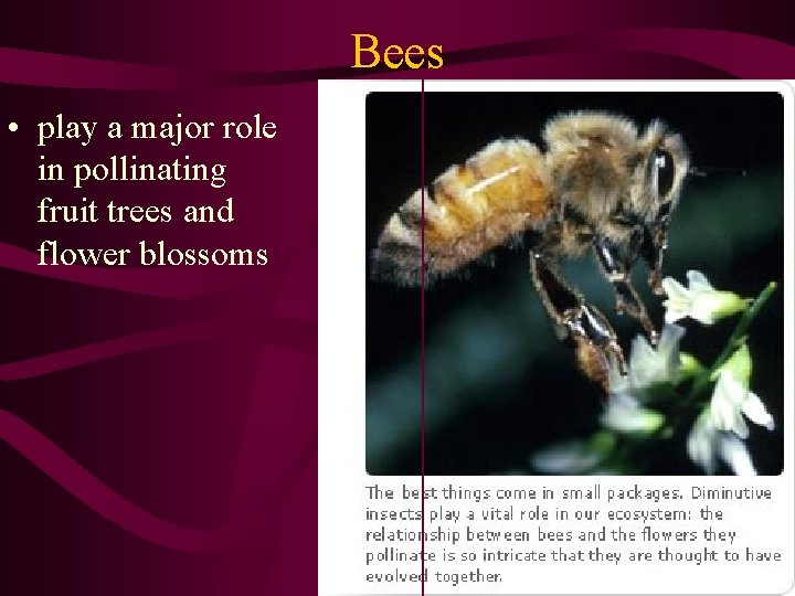 Bees • play a major role in pollinating fruit trees and flower blossoms 