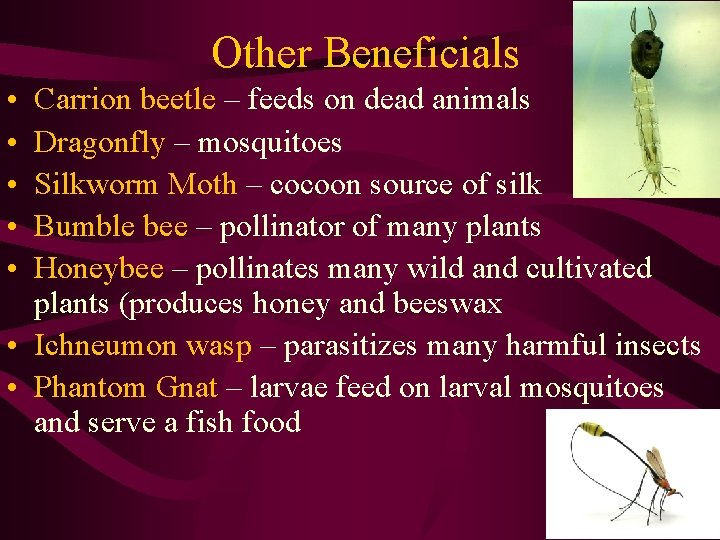 Other Beneficials • • • Carrion beetle – feeds on dead animals Dragonfly –