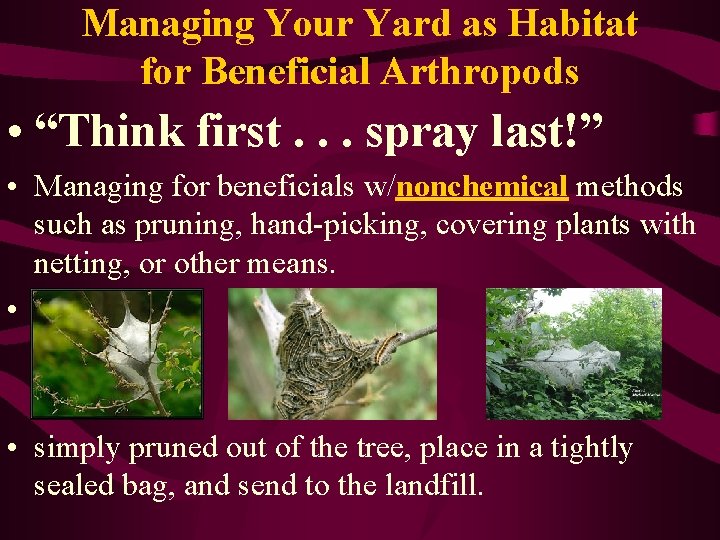 Managing Your Yard as Habitat for Beneficial Arthropods • “Think first. . . spray