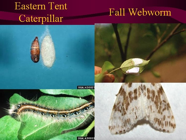 Eastern Tent Caterpillar Fall Webworm 