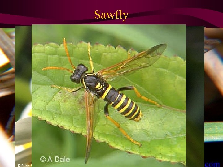 Sawfly 