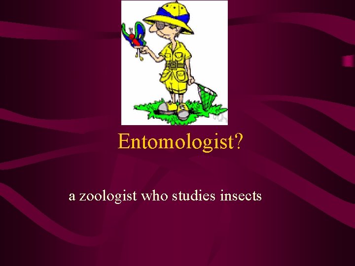 Entomologist? a zoologist who studies insects 