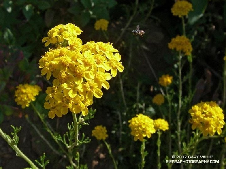 Queen Anne’s Lace Umbel Type Flowers Angelica Yarrow Fennel 