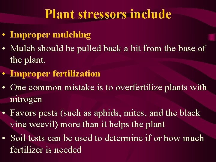 Plant stressors include • Improper mulching • Mulch should be pulled back a bit