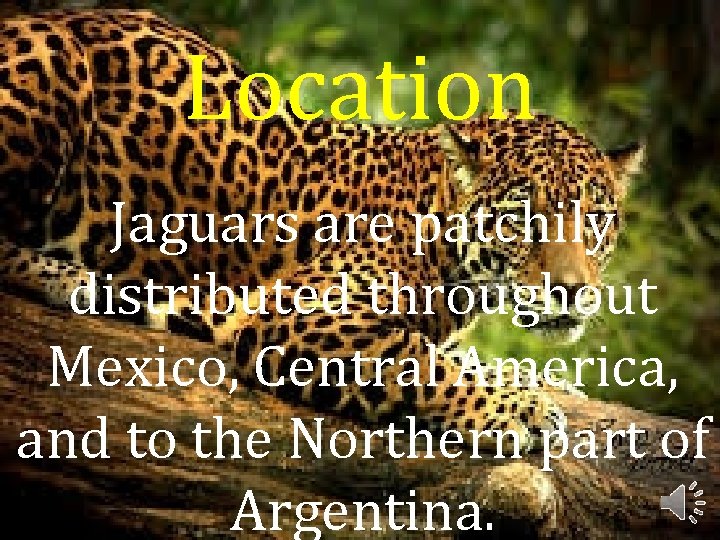 Location Jaguars are patchily distributed throughout Mexico, Central America, and to the Northern part