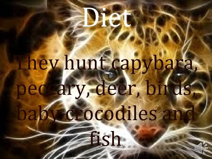 Diet They hunt capybara, peccary, deer, birds, baby crocodiles and fish. 