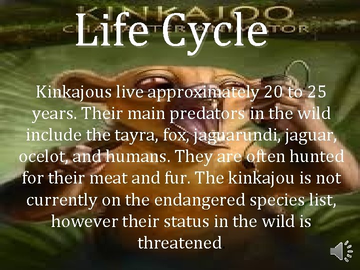 Life Cycle Kinkajous live approximately 20 to 25 years. Their main predators in the