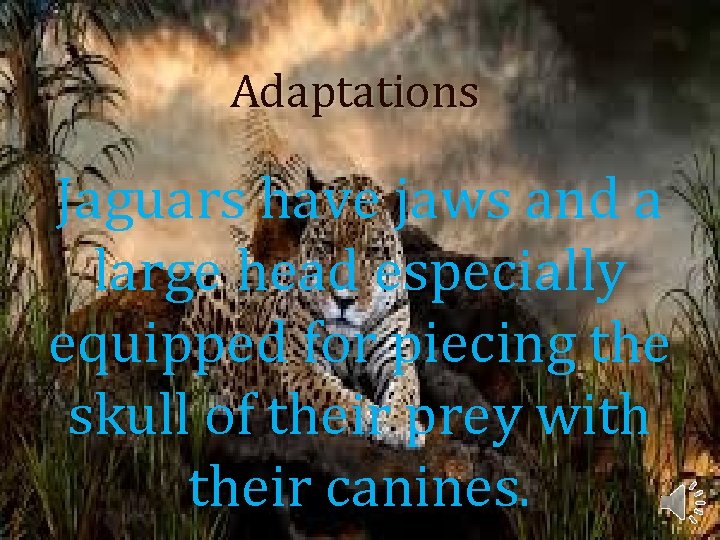 Adaptations Jaguars have jaws and a large head especially equipped for piecing the skull