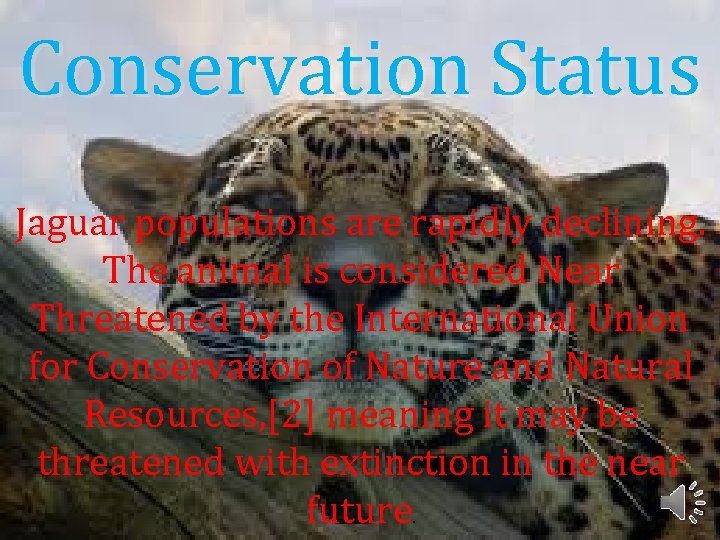 Conservation Status Jaguar populations are rapidly declining. The animal is considered Near Threatened by