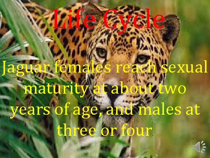 Life Cycle Jaguar females reach sexual maturity at about two years of age, and
