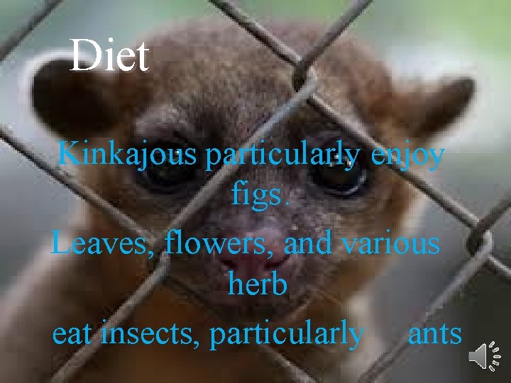 Diet Kinkajous particularly enjoy figs. Leaves, flowers, and various herb eat insects, particularly ants
