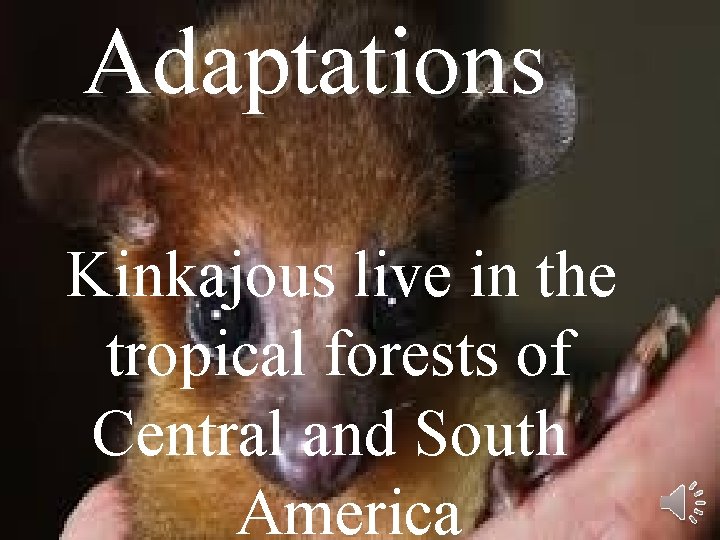 Adaptations Kinkajous live in the tropical forests of Central and South America 