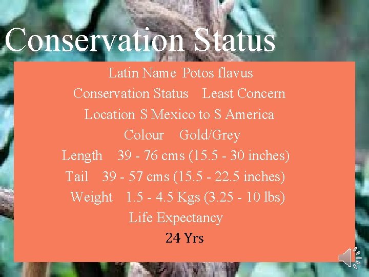 Conservation Status Latin Name Potos flavus Conservation Status Least Concern Location S Mexico to