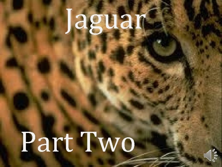 Jaguar Part Two 