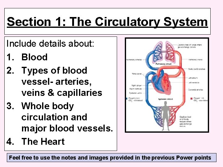 Section 1: The Circulatory System Include details about: 1. Blood 2. Types of blood