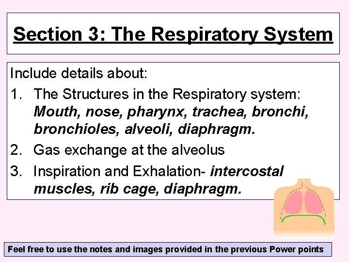Section 3: The Respiratory System Include details about: 1. The Structures in the Respiratory