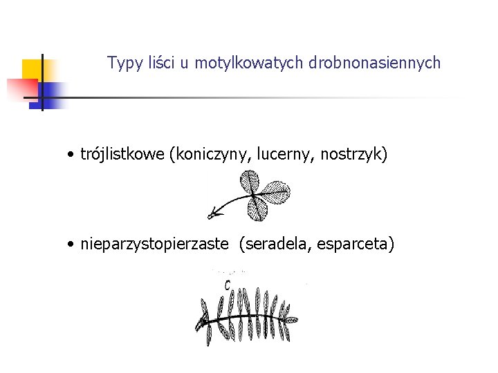 Typy liści u motylkowatych drobnonasiennych • trójlistkowe (koniczyny, lucerny, nostrzyk) • nieparzystopierzaste (seradela, esparceta)