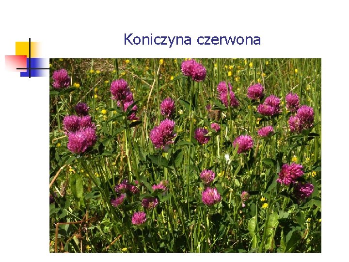 Koniczyna czerwona 