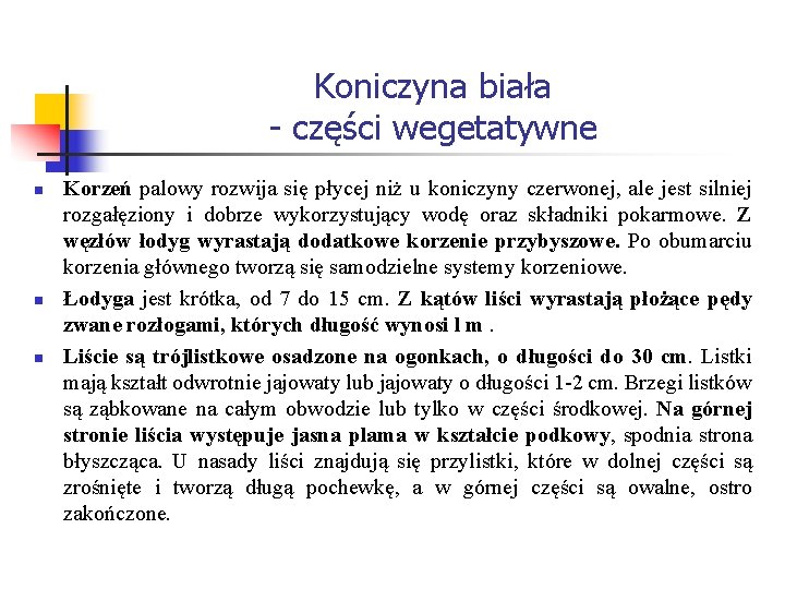 Koniczyna biała - części wegetatywne n n n Korzeń palowy rozwija się płycej niż