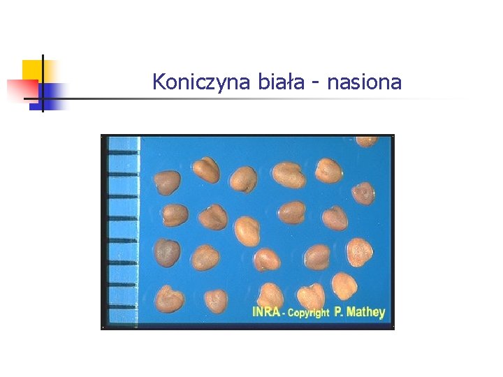 Koniczyna biała - nasiona 