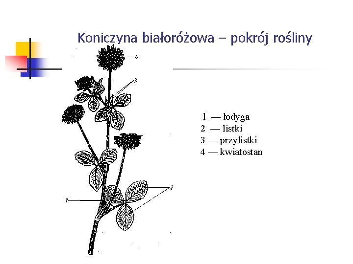 Koniczyna białoróżowa – pokrój rośliny l — łodyga 2 — listki 3 — przylistki