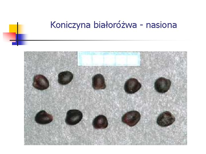 Koniczyna białoróżwa - nasiona 