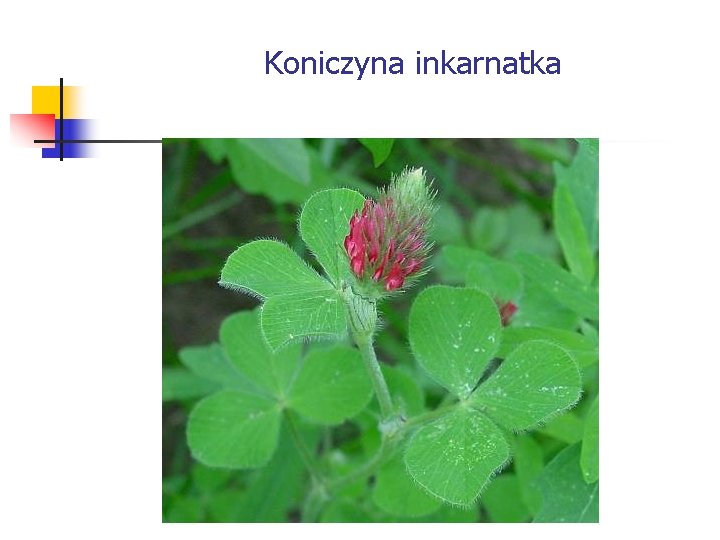 Koniczyna inkarnatka 