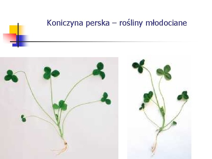 Koniczyna perska – rośliny młodociane 