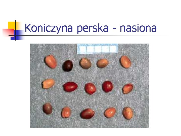 Koniczyna perska - nasiona 