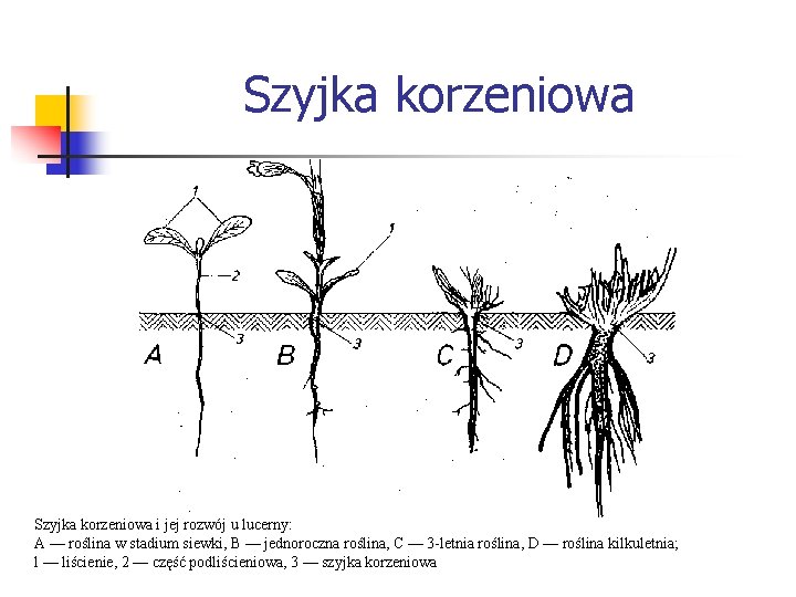 Szyjka korzeniowa i jej rozwój u lucerny: A — roślina w stadium siewki, B