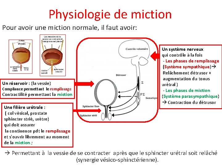 Les symptmes du bas appareil urinaireSBAU Dr Y