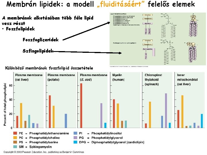 Membrán lipidek: a modell „fluiditásáért” felelős elemek A membránok alkotásában több féle lipid vesz