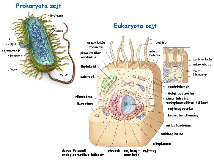 Prokaryota sejt citoplazma Eukaryota sejt tok szekréciós szemcse sejtfal sejtmembrán csillók mikrobolyhok pinocitotikus vezikulum