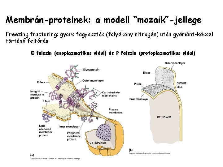 Membrán-proteinek: a modell “mozaik”-jellege Freezing fracturing: gyors fagyasztás (folyékony nitrogén) után gyémánt-késsel történő feltárás