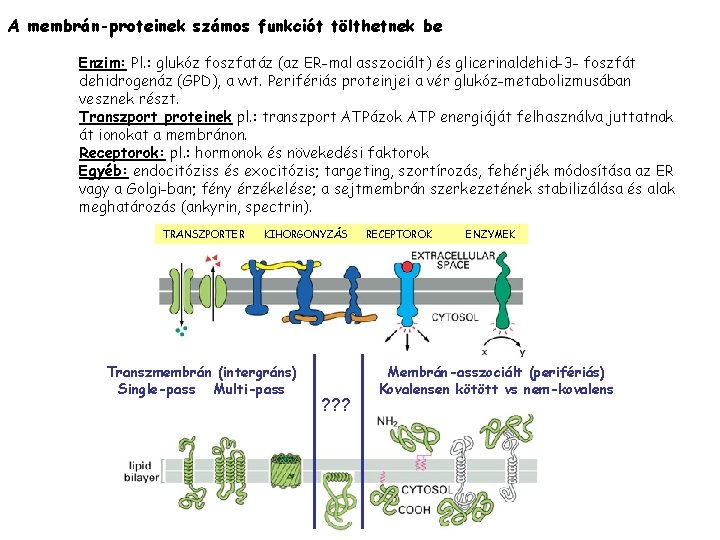 A membrán-proteinek számos funkciót tölthetnek be Enzim: Pl. : glukóz foszfatáz (az ER-mal asszociált)