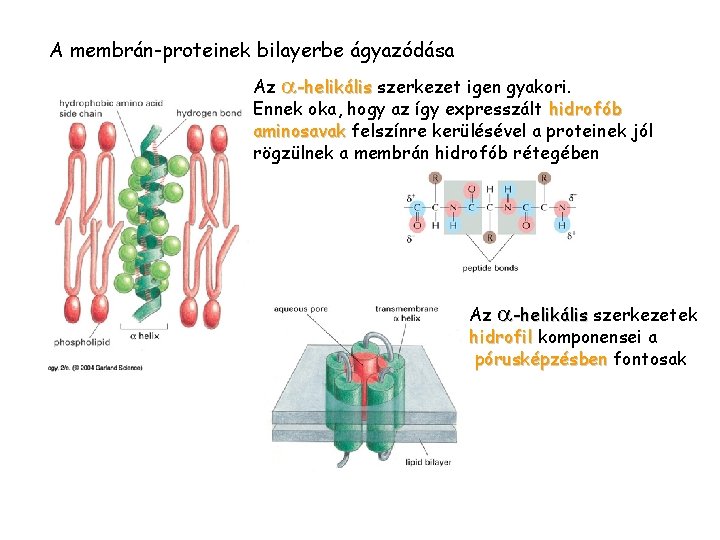 A membrán-proteinek bilayerbe ágyazódása Az a-helikális szerkezet igen gyakori. Ennek oka, hogy az így