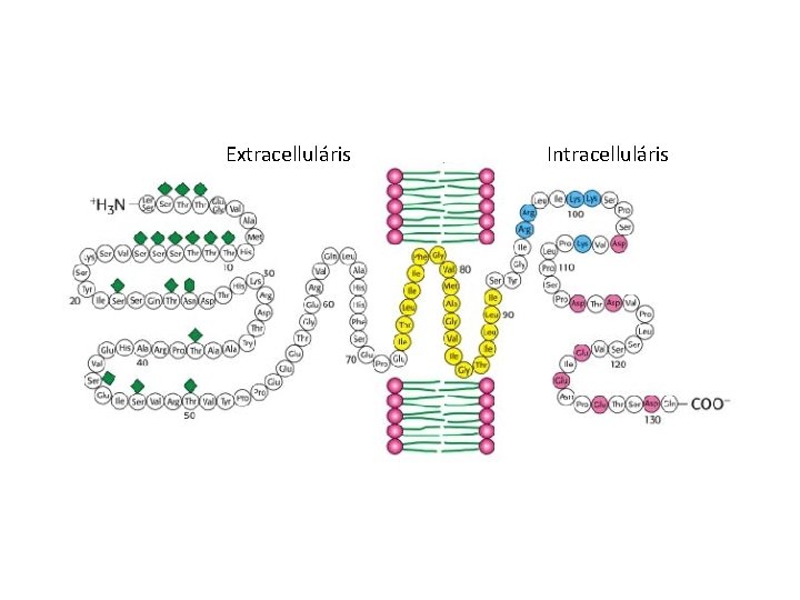 Extracelluláris Intracelluláris 
