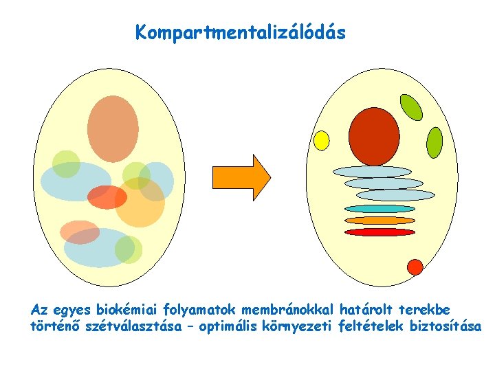 Kompartmentalizálódás Az egyes biokémiai folyamatok membránokkal határolt terekbe történő szétválasztása – optimális környezeti feltételek